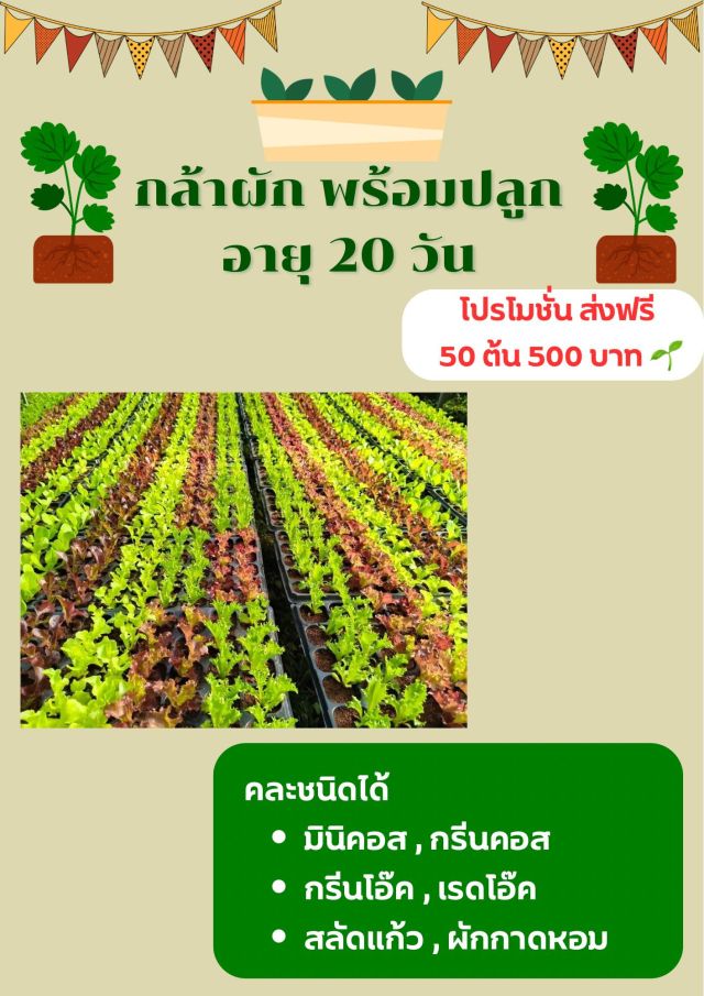 กล้าผัก
